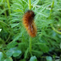 Yellow Woolly Bear