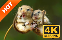 Mouse New Tab HD Animal Top Wallpapers Theme small promo image