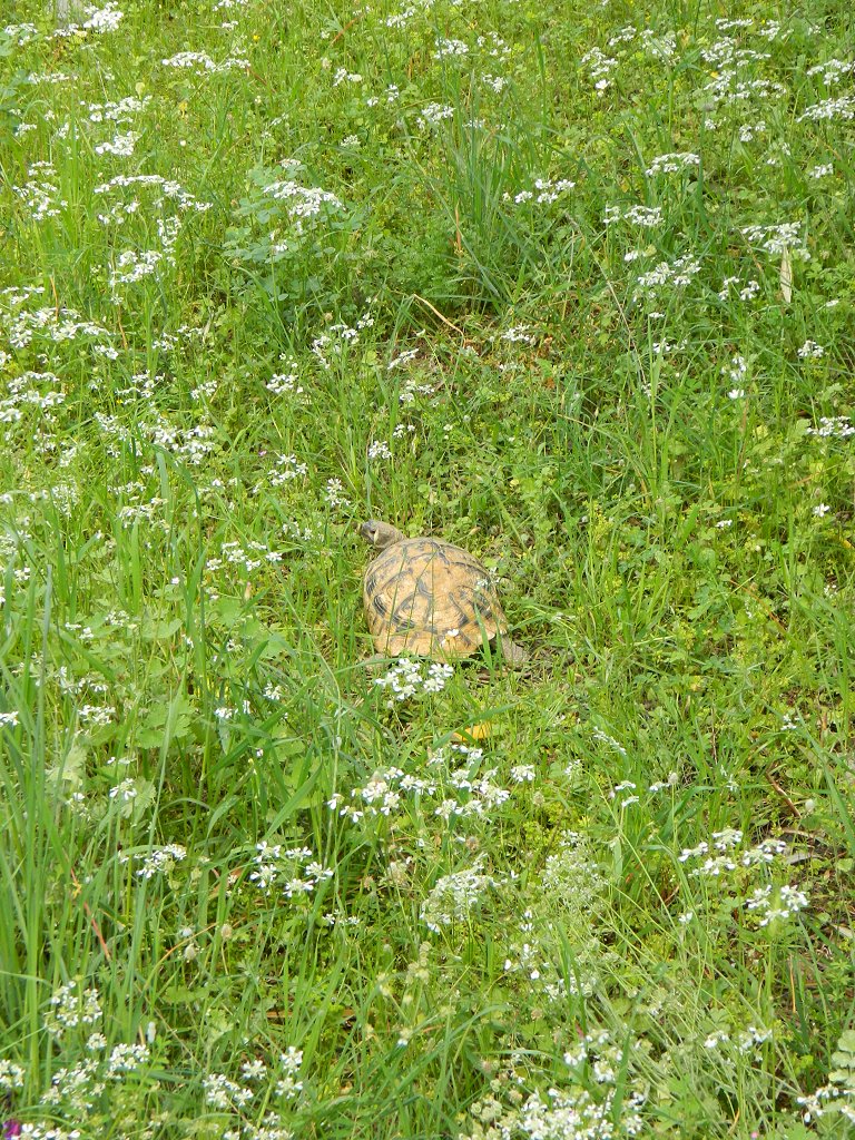 Female Eastern Hermann's tortoise