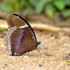 COMMON EGGFLY