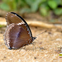 COMMON EGGFLY