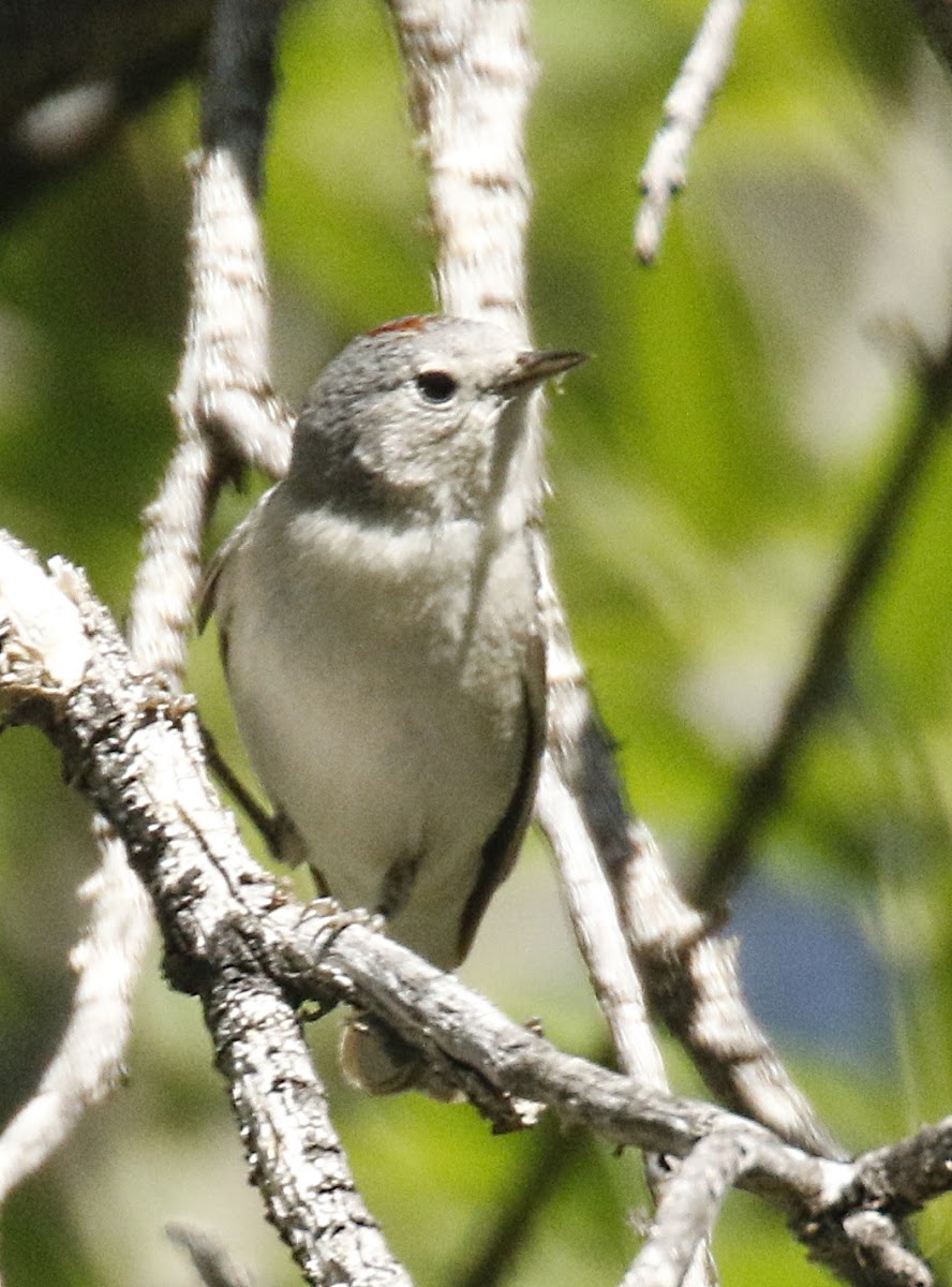 Lucy's Warbler