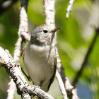 Lucy's Warbler