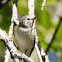 Lucy's Warbler