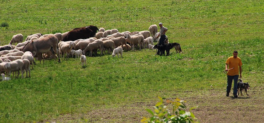 Uomini e pecore di aldopaolo