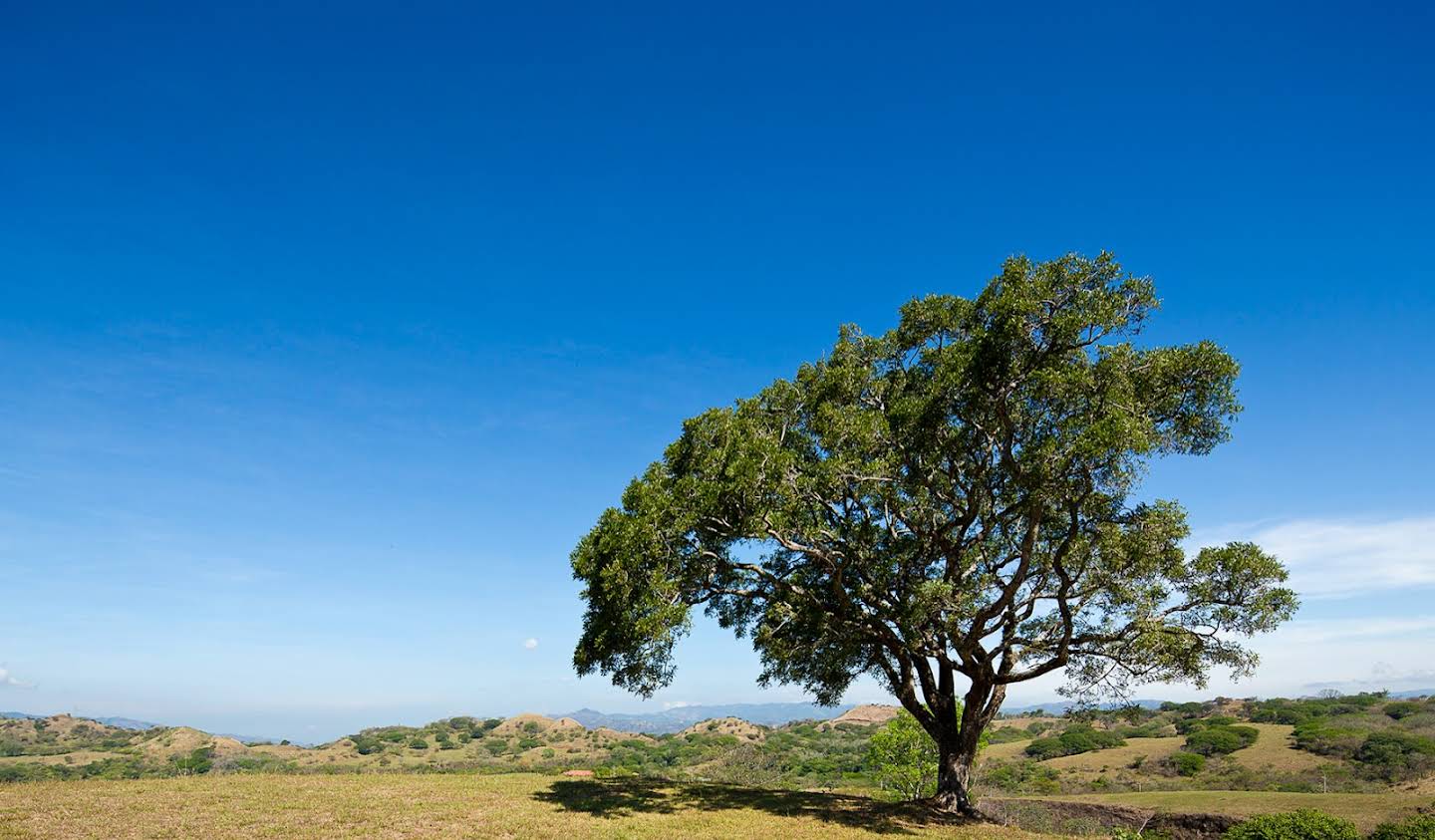 Terrain Alajuela