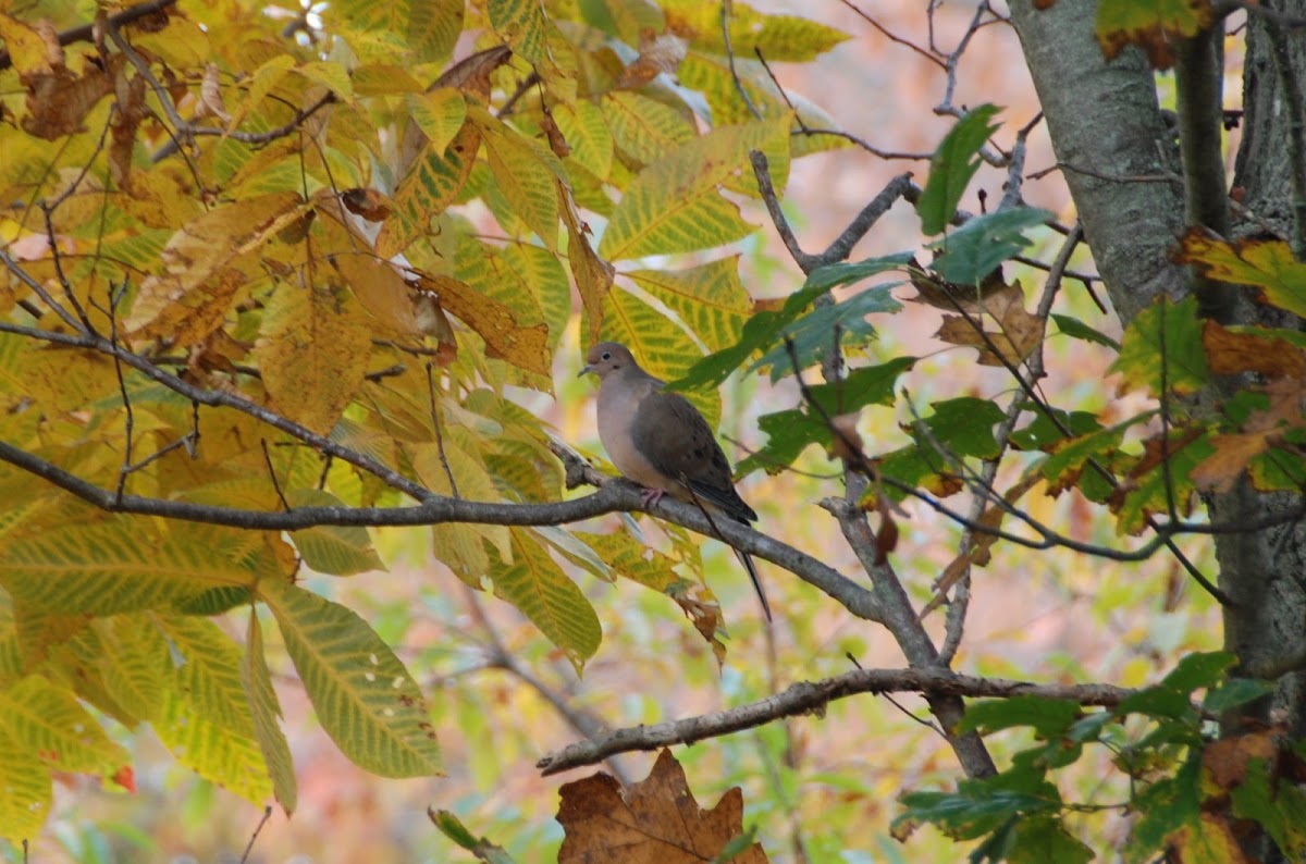 Mourning Dove