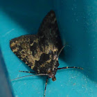 Stored Grain Moth