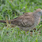 Zebra dove