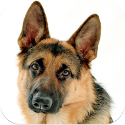 German Shepherd Dog Images  Icon