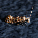 Clemens' Bark Moth