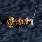 Clemens' Bark Moth