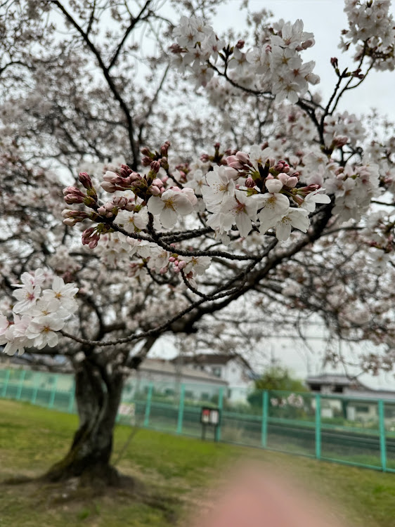 の投稿画像5枚目