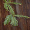 Coast Redwood