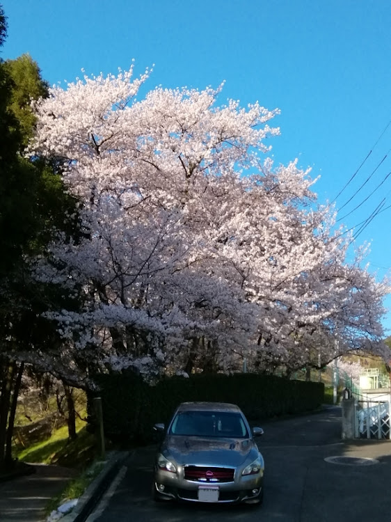 の投稿画像11枚目