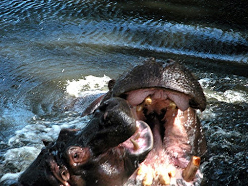 Un bacio inaspettato di pierpaolo84