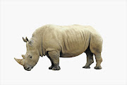 Southern white rhino