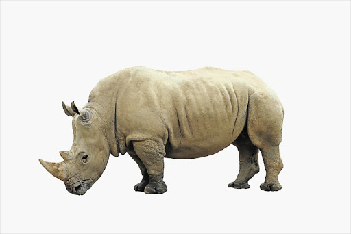 Southern white rhino