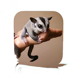 Cover Image of ดาวน์โหลด Pet Sugar Glider Care 1.2 APK