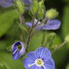 Common Field Speedwell