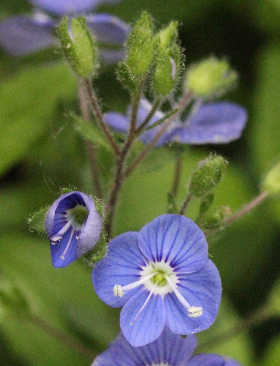 Common Field Speedwell