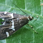 Hawaiian beet webworm