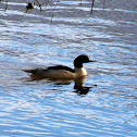 Common merganser, Gänsesäger