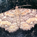 Barberry geometer