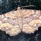 Barberry geometer