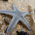 Starfish/Seastar