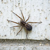 Wolf spider