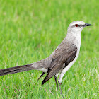 Sabiá-da-praia (Tropical Mockingbird)