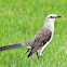 Sabiá-da-praia (Tropical Mockingbird)