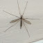 Crane fly