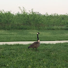 Canada goose