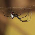 Orchard Spider