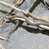 Northern WaterSnake