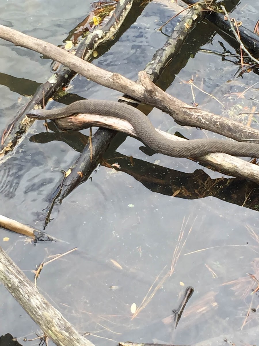 Northern WaterSnake