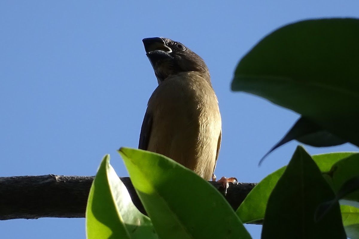 Chestnut or Black-headed Munia (juvenile & adult)