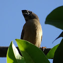 Chestnut or Black-headed Munia (juvenile & adult)