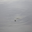 Florida Manatee