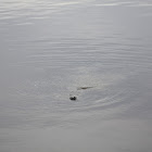 Florida Manatee