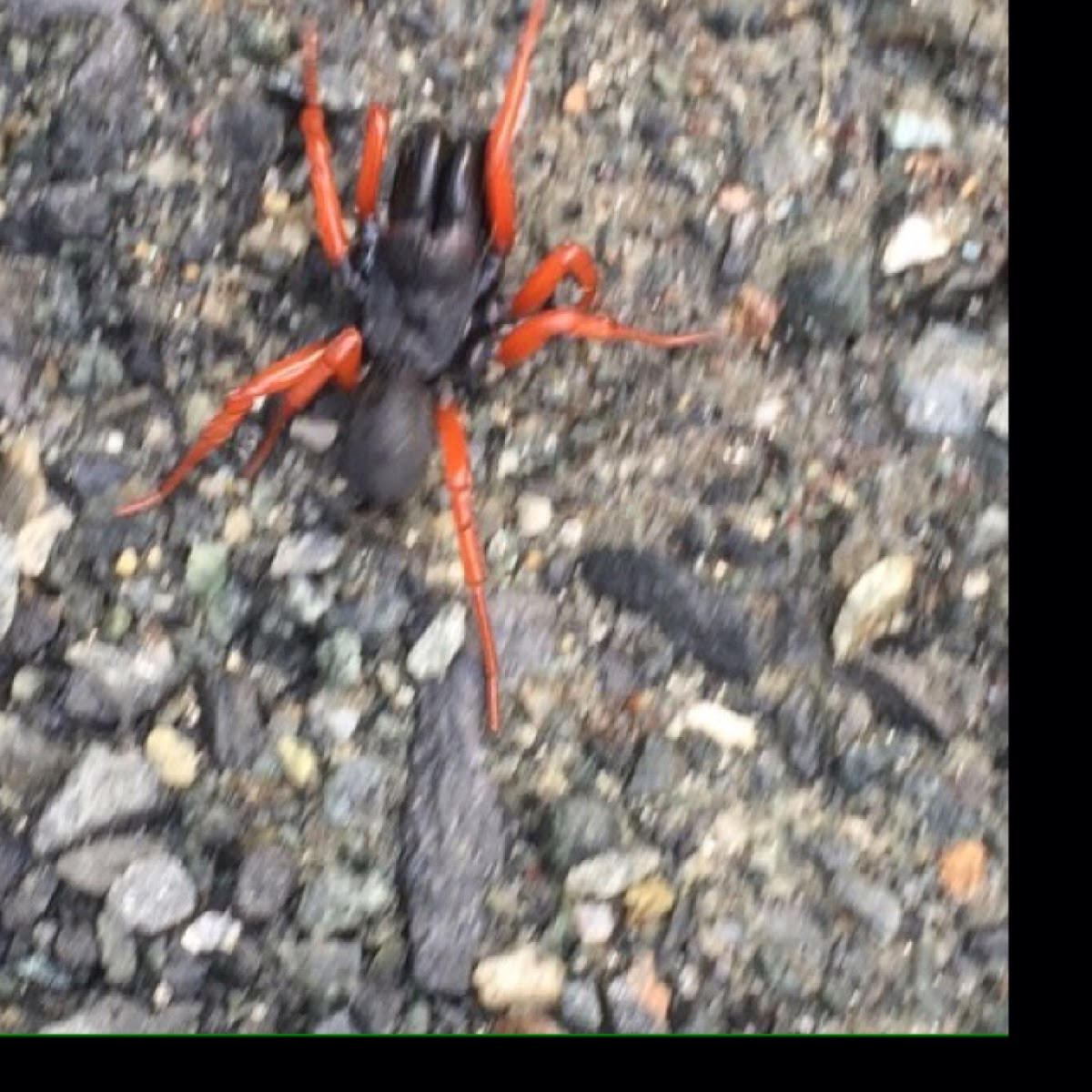 Red Legged Purseweb Spider