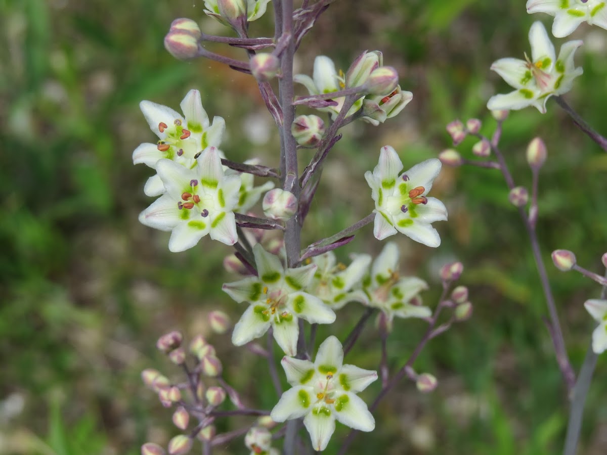 Death Camas