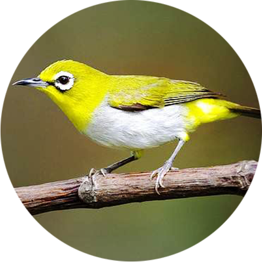 Download Suara Burung Pleci Offline App Apk App Id Com