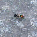 Velvet ant