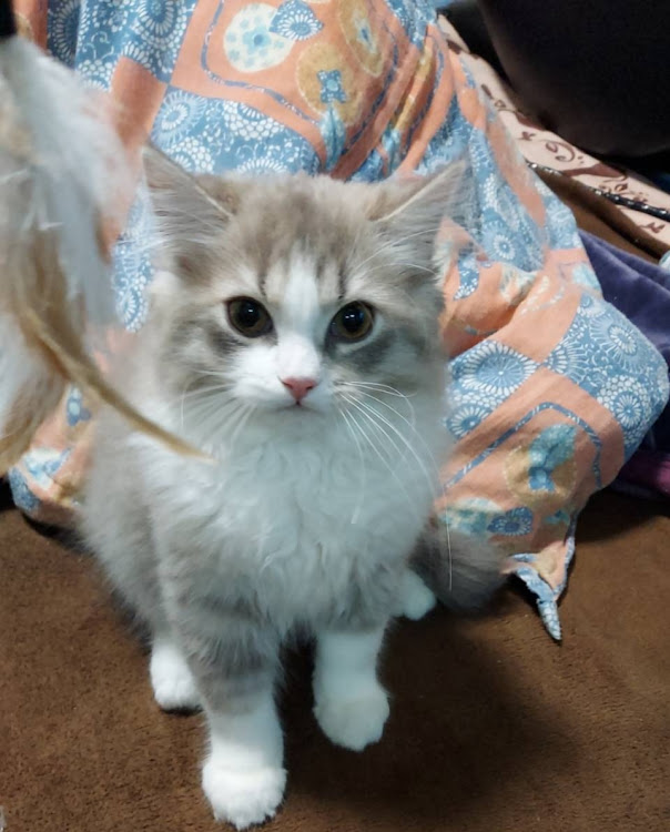 ネイキッドのブルーインパルス・医療従事者にエールを❗️・コロナが早く終息しますように・来年もよろしくお願いします・年末のご挨拶に関するカスタム事例の投稿画像9枚目