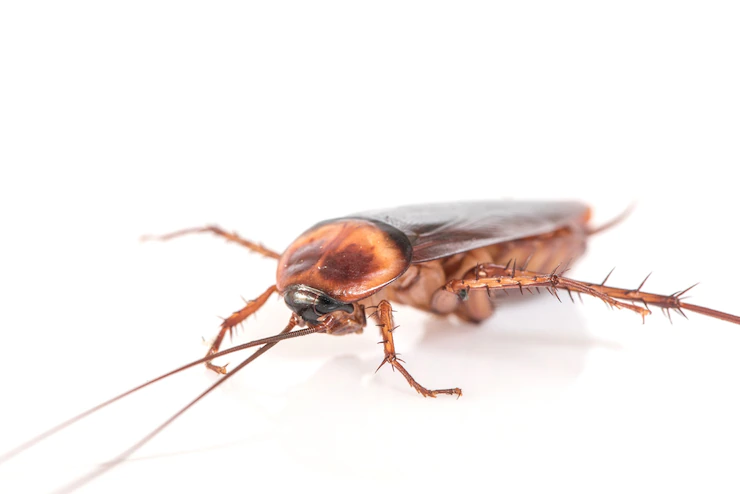 American cockroach viewed from the fornt. It's brown on the exterior and orange inside and at the tip of its body.