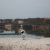 White Wagtail