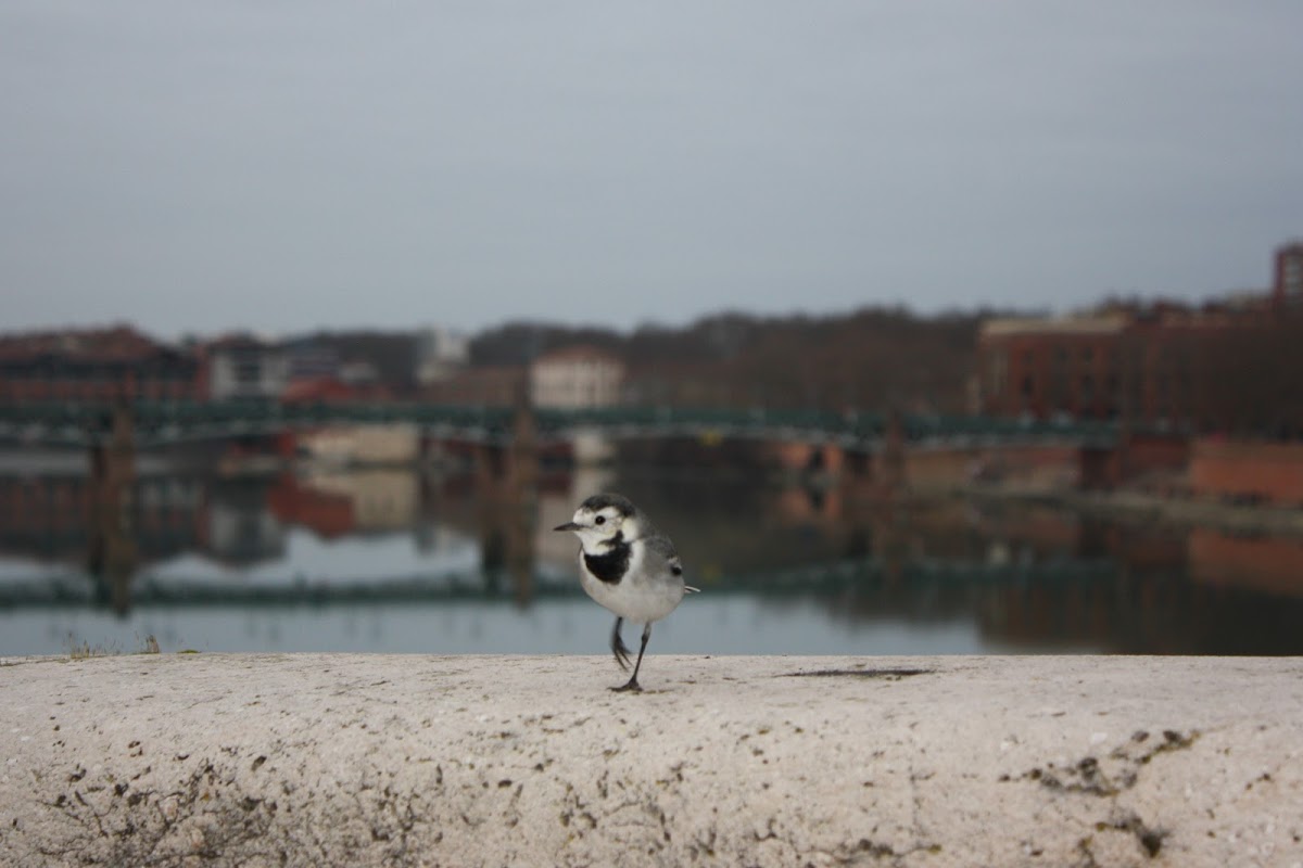 White Wagtail